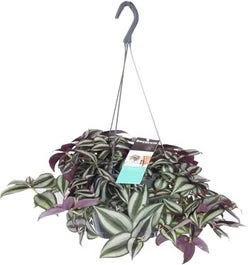 Vaderplant In Hangpot (Tradescantia Zebrina 'Purpusii') D 17 H 30 Cm