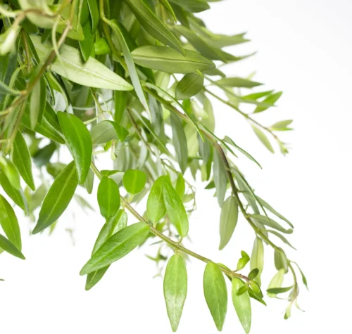 Lipstickplant In Hangpot (Aeschynanthus 'Japhrolepis') D 15 H 25 Cm 5 Lipstickplant In Hangpot (Aeschynanthus 'Japhrolepis') D 15 H 25 Cm -Tuinplanten Winkel 8717263113706 1 1