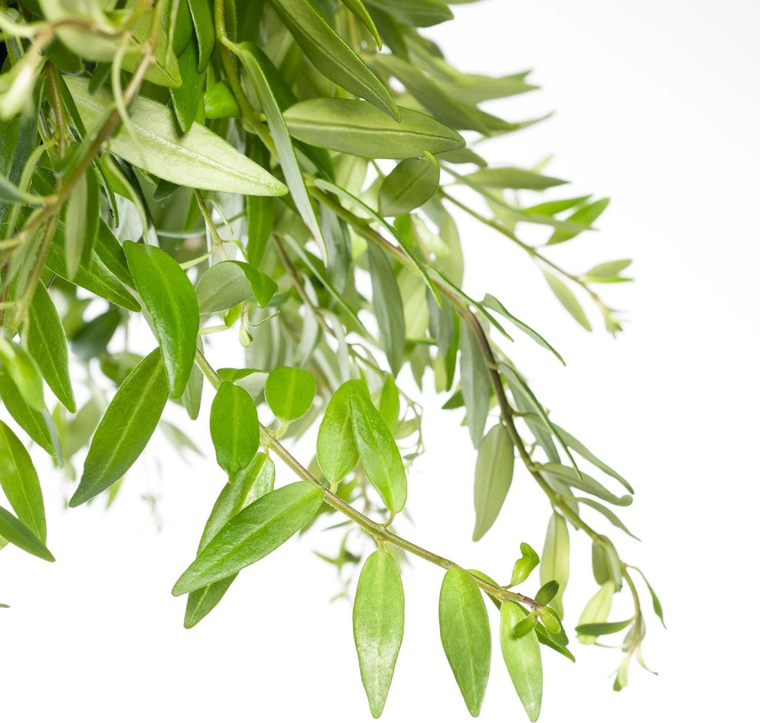 Lipstickplant In Hangpot (Aeschynanthus 'Japhrolepis') D 15 H 25 Cm 4 Lipstickplant In Hangpot (Aeschynanthus 'Japhrolepis') D 15 H 25 Cm - Afbeelding 2