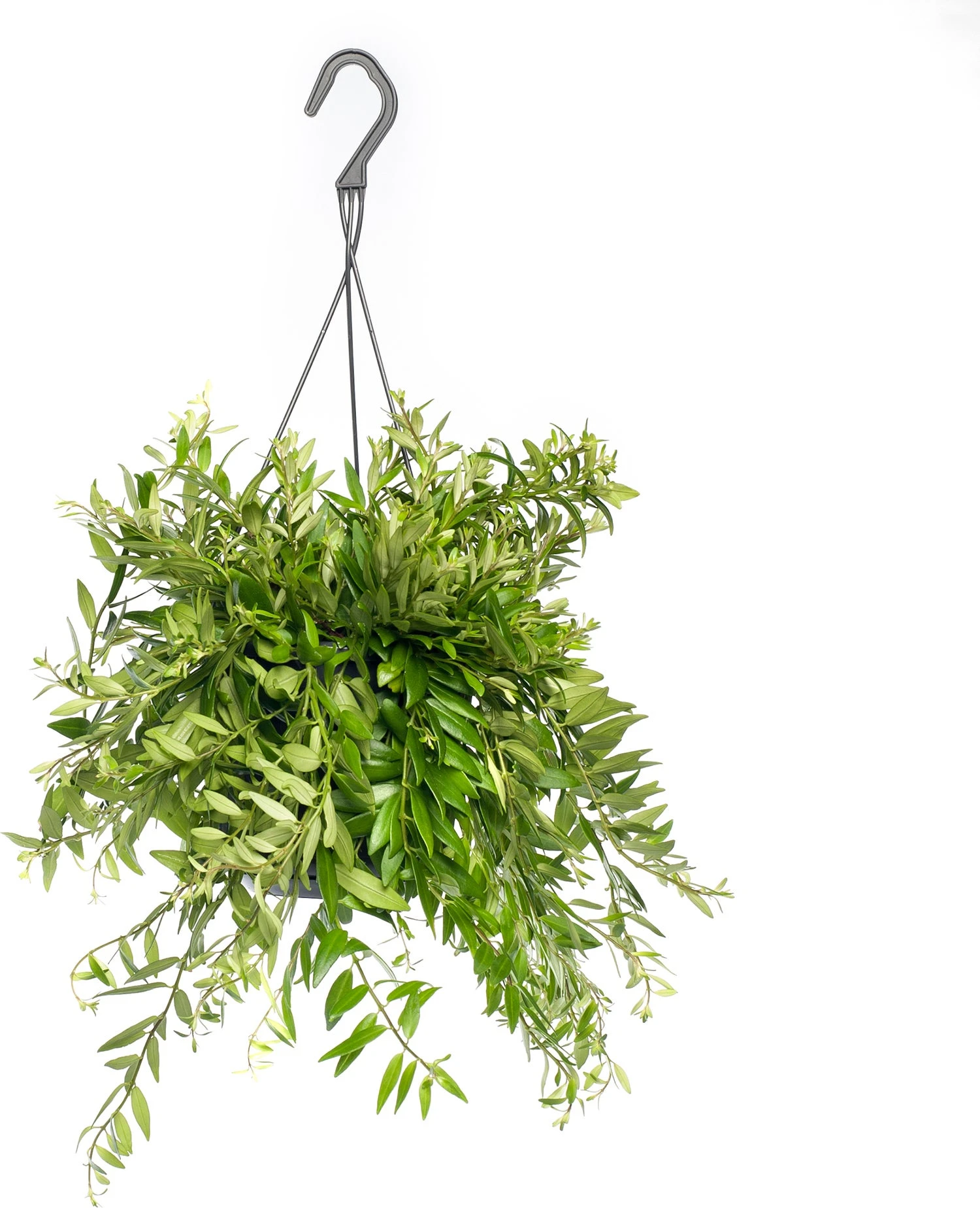 Lipstickplant In Hangpot (Aeschynanthus 'Japhrolepis') D 15 H 25 Cm 3 Lipstickplant In Hangpot (Aeschynanthus 'Japhrolepis') D 15 H 25 Cm