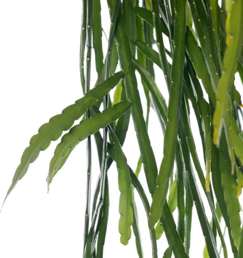 Bladcactus In Hangpot (Lepismium Bolivianum) D 21 H 55 Cm 5 Bladcactus In Hangpot (Lepismium Bolivianum) D 21 H 55 Cm -Tuinplanten Winkel 8717263113898 1 1