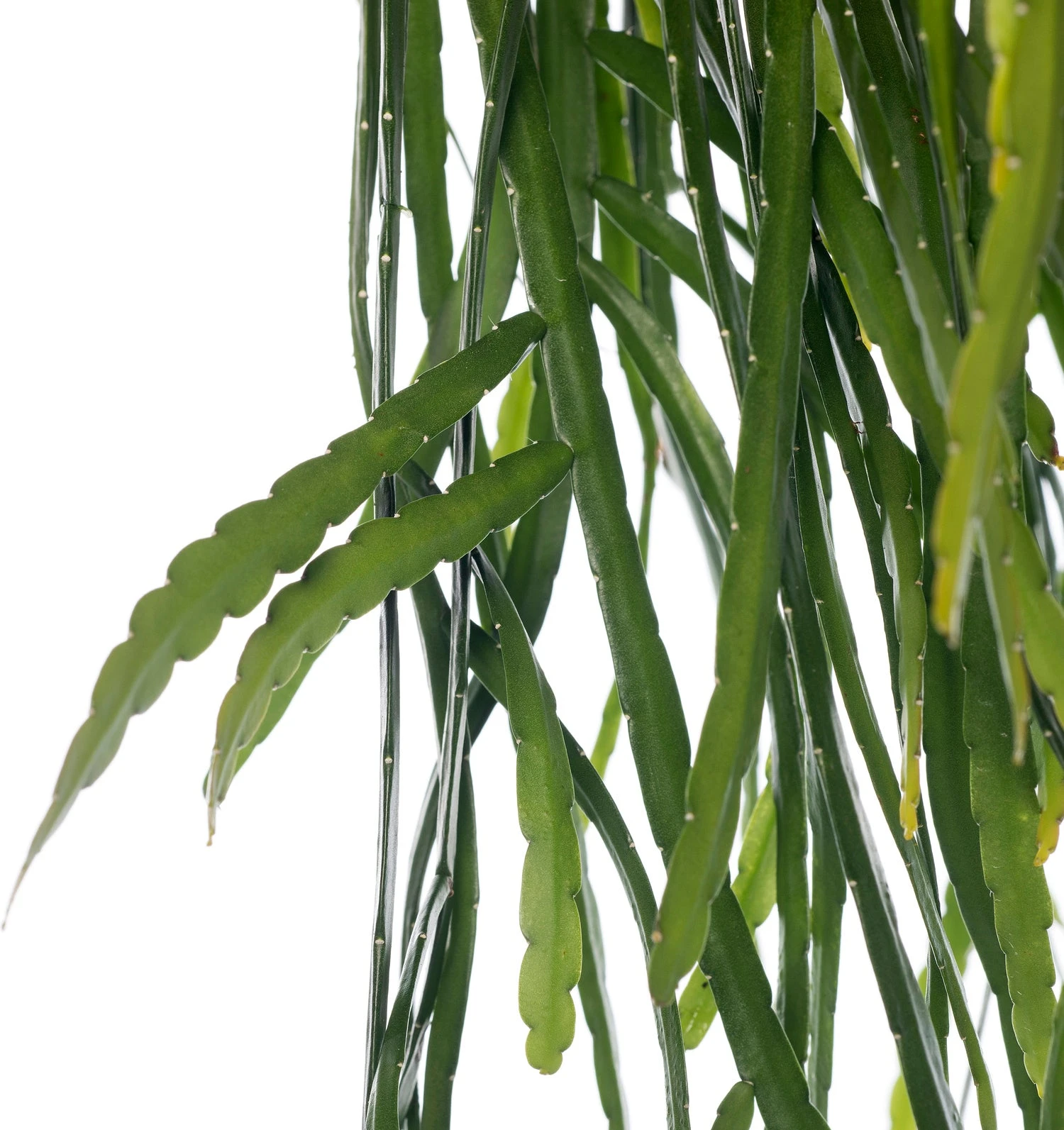 Bladcactus In Hangpot (Lepismium Bolivianum) D 21 H 55 Cm 4 Bladcactus In Hangpot (Lepismium Bolivianum) D 21 H 55 Cm - Afbeelding 2