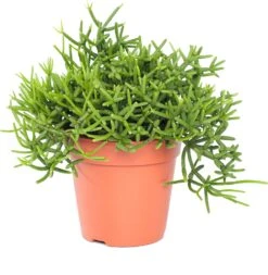 Rotskoraal (Rhipsalis Heteroclada) D 12 H 25 Cm