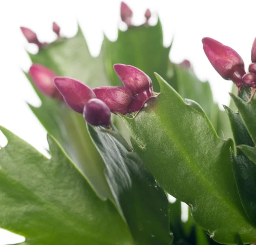 Lidcactus (Schlumbergera) Rood D 13 H 35 Cm -Tuinplanten Winkel 8717263114192 1