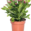 Lidcactus (Schlumbergera) Rood D 13 H 35 Cm -Tuinplanten Winkel 8717263114192 2 1