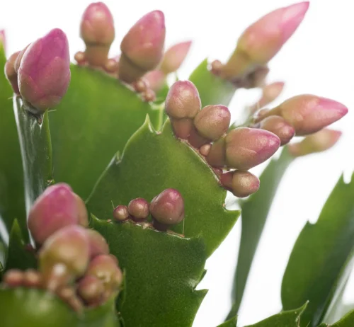 Lidcactus (Schlumbergera) Roze D 13 H 35 Cm -Tuinplanten Winkel 8717263114222 1 3
