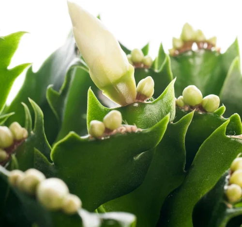 Lidcactus (Schlumbergera) Wit D 13 H 35 Cm 5 Lidcactus (Schlumbergera) Wit D 13 H 35 Cm -Tuinplanten Winkel 8717263114253 1