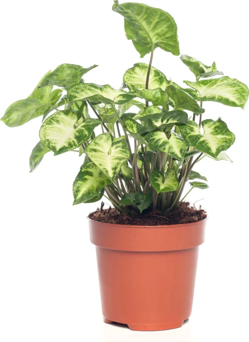 Syngonium (Syngonium 'Pixie') D 12 H 20 Cm