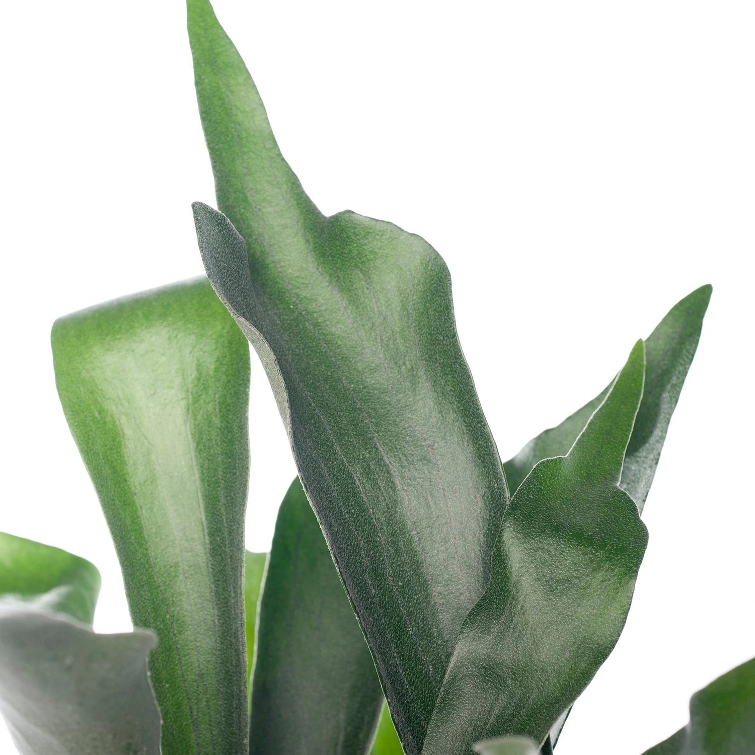 Hertshoornvaren (Platycerium Bifurcatum) D 12 H 35 Cm 4 Hertshoornvaren (Platycerium Bifurcatum) D 12 H 35 Cm - Afbeelding 2