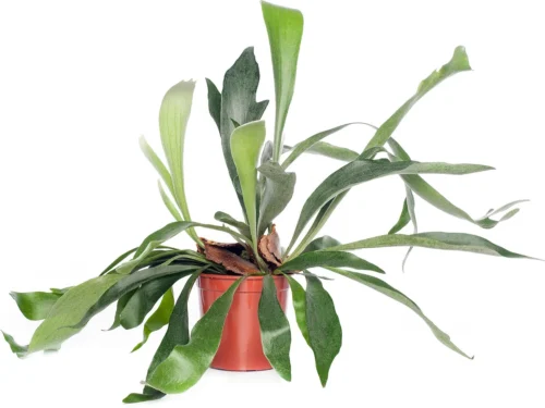 Hertshoornvaren (Platycerium Bifurcatum) D 12 H 35 Cm