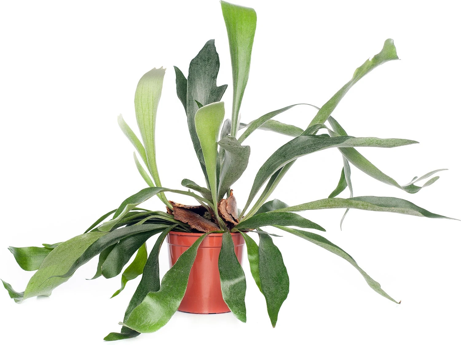 Hertshoornvaren (Platycerium Bifurcatum) D 12 H 35 Cm 3 Hertshoornvaren (Platycerium Bifurcatum) D 12 H 35 Cm