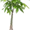 Geldboom (Pachira Aquatica) D 35 H 190 Cm 1 Geldboom (Pachira Aquatica) D 35 H 190 Cm -Tuinplanten Winkel 8717263114864 scaled