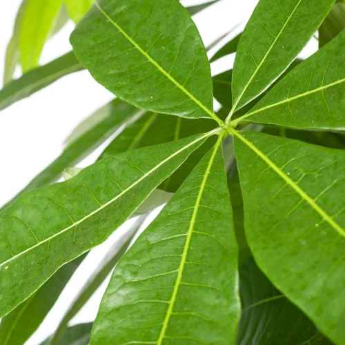 Geldboom (Pachira Aquatica) D 35 H 190 Cm -Tuinplanten Winkel 8717263114864 2 1