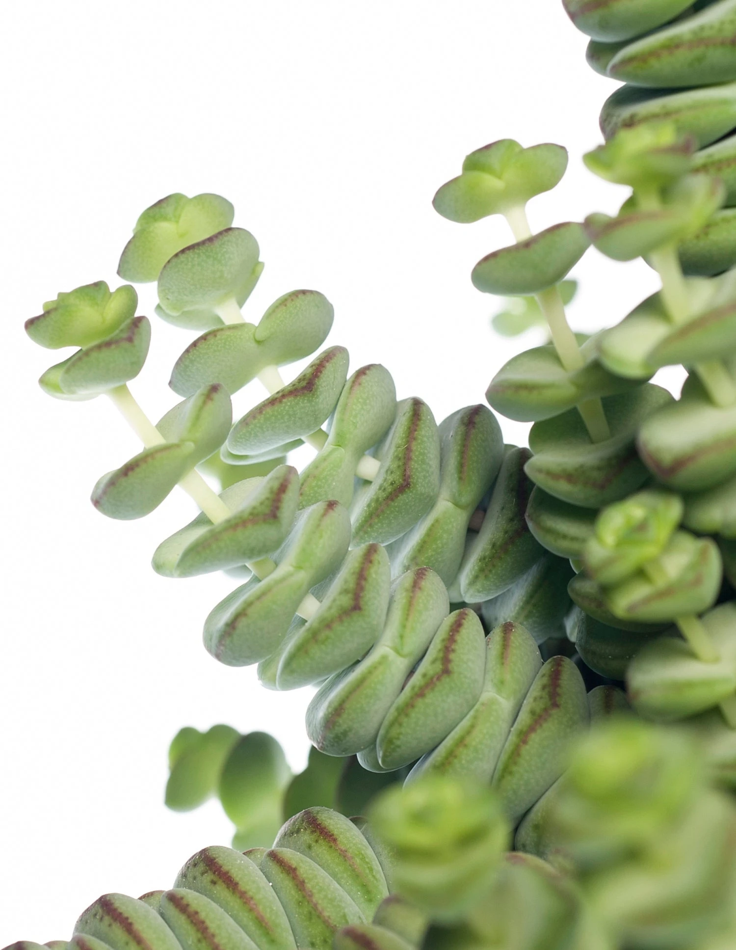 Crassula In Hangpot (Crassula Marnieriana 'Hottentot') D 14 H 30 Cm 4 Crassula In Hangpot (Crassula Marnieriana 'Hottentot') D 14 H 30 Cm - Afbeelding 2