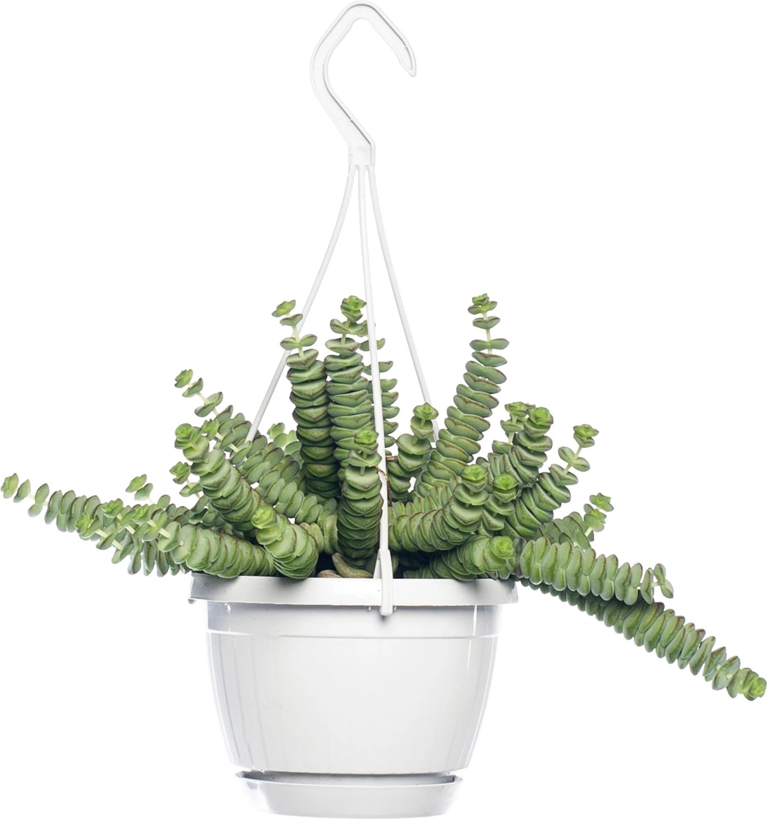 Crassula In Hangpot (Crassula Marnieriana 'Hottentot') D 14 H 30 Cm 3 Crassula In Hangpot (Crassula Marnieriana 'Hottentot') D 14 H 30 Cm