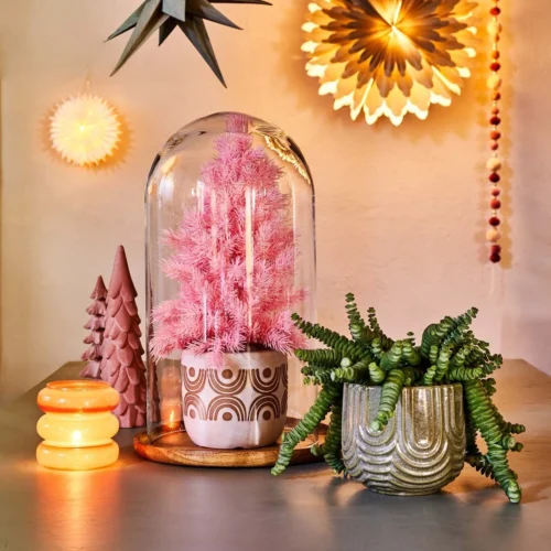 Crassula In Hangpot (Crassula Marnieriana 'Hottentot') D 14 H 30 Cm 7 Crassula In Hangpot (Crassula Marnieriana 'Hottentot') D 14 H 30 Cm -Tuinplanten Winkel 8717263115069 2 2