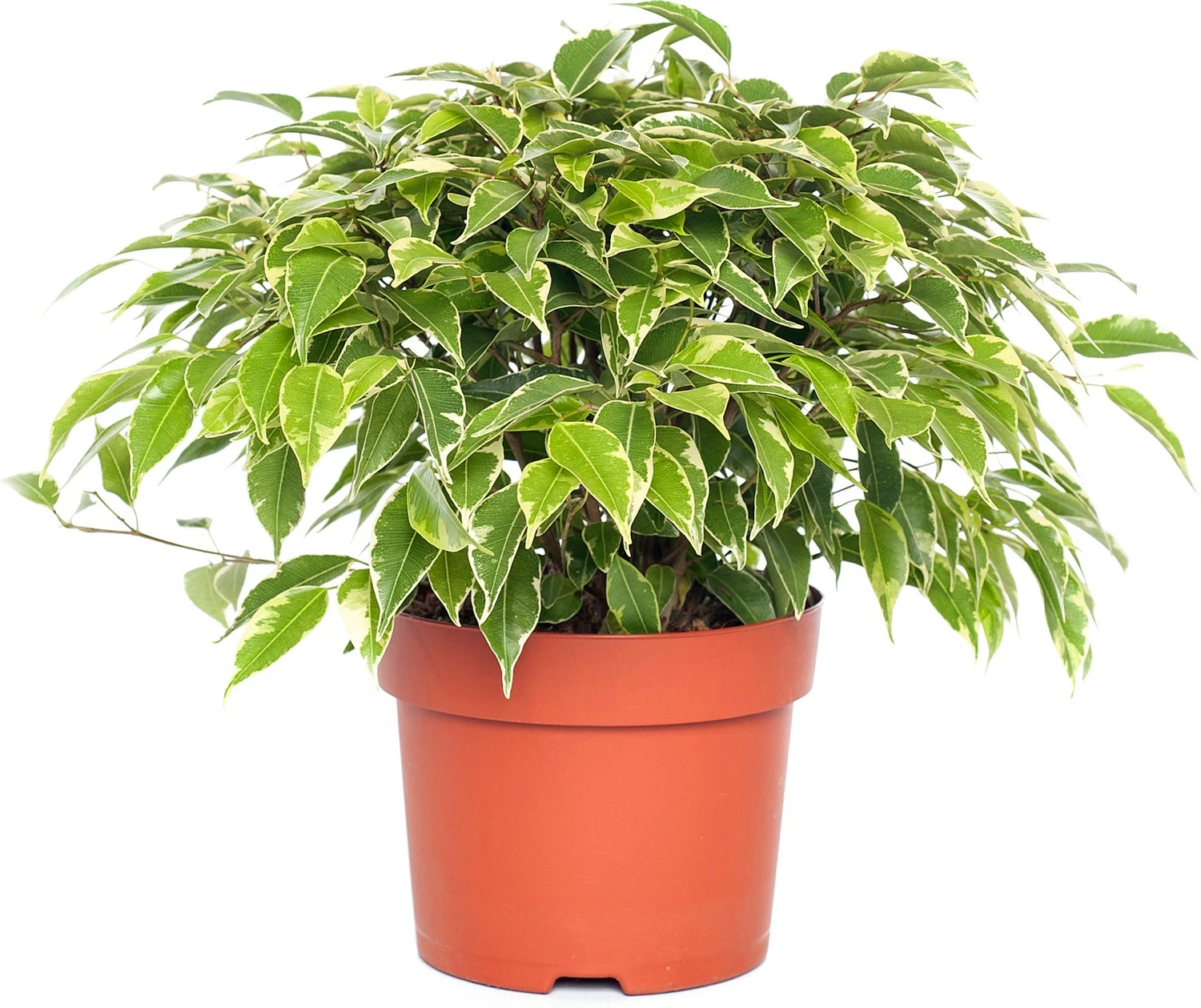 Treurvijg (Ficus Benjamina 'Kinky') D 12 H 25 Cm 3 Treurvijg (Ficus Benjamina 'Kinky') D 12 H 25 Cm