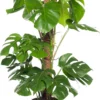 Gatenplant (Monstera Pertusum) D 24 H 110 Cm 1 Gatenplant (Monstera Pertusum) D 24 H 110 Cm -Tuinplanten Winkel 8717263115632 1 3 1