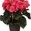 Begonia (Begonia Elatior 'Berseba') D 14 H 30 Cm -Tuinplanten Winkel 8717263115960 3 1
