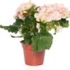 Begonia (Begonia Elatior 'Bodinia Light') D 14 H 30 Cm -Tuinplanten Winkel 8717263116004 2 3 1