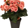 Begonia (Begonia Elatior 'Borias') D 14 H 30 Cm 1 Begonia (Begonia Elatior 'Borias') D 14 H 30 Cm -Tuinplanten Winkel 8717263116066 3 1