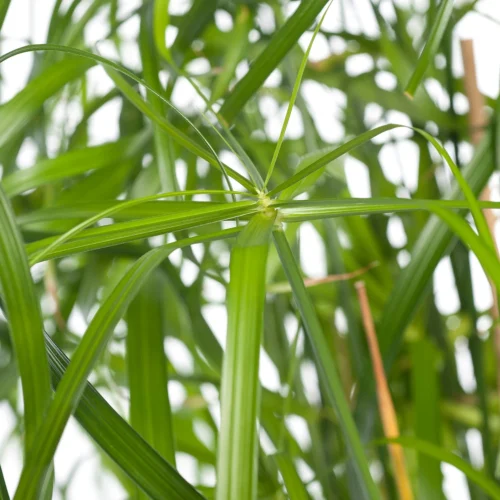 Parapluplant (Cyperus Alternifolius) D 14 H 50 Cm -Tuinplanten Winkel 8717263116509 1 1