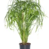 Parapluplant (Cyperus Alternifolius) D 14 H 50 Cm 1 Parapluplant (Cyperus Alternifolius) D 14 H 50 Cm -Tuinplanten Winkel 8717263116509 3