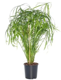 Parapluplant (Cyperus Alternifolius) D 14 H 50 Cm