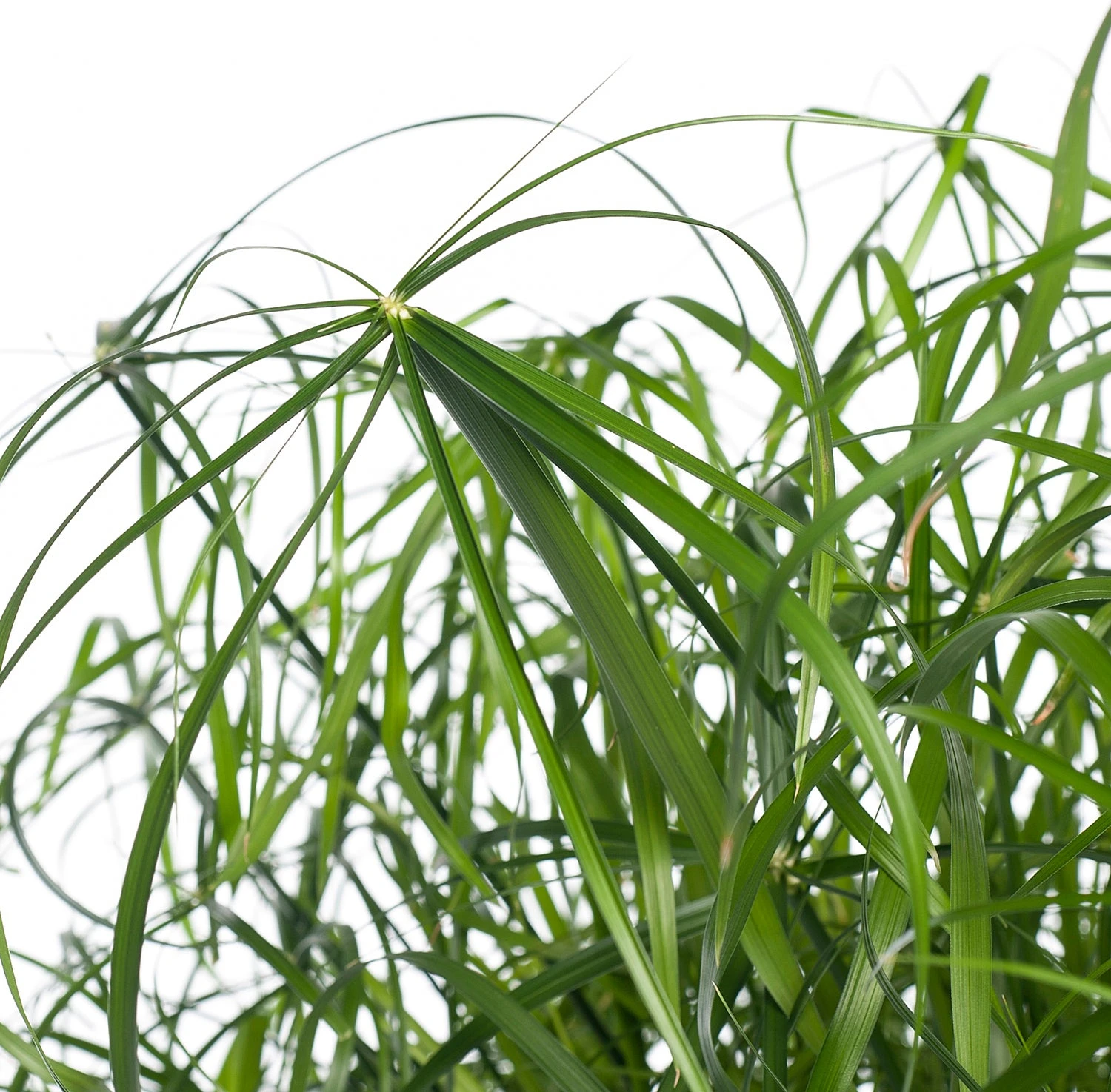 Parapluplant (Cyperus Alternifolius) D 21 H 80 Cm 4 Parapluplant (Cyperus Alternifolius) D 21 H 80 Cm - Afbeelding 2