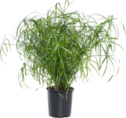 Parapluplant (Cyperus Alternifolius) D 21 H 80 Cm