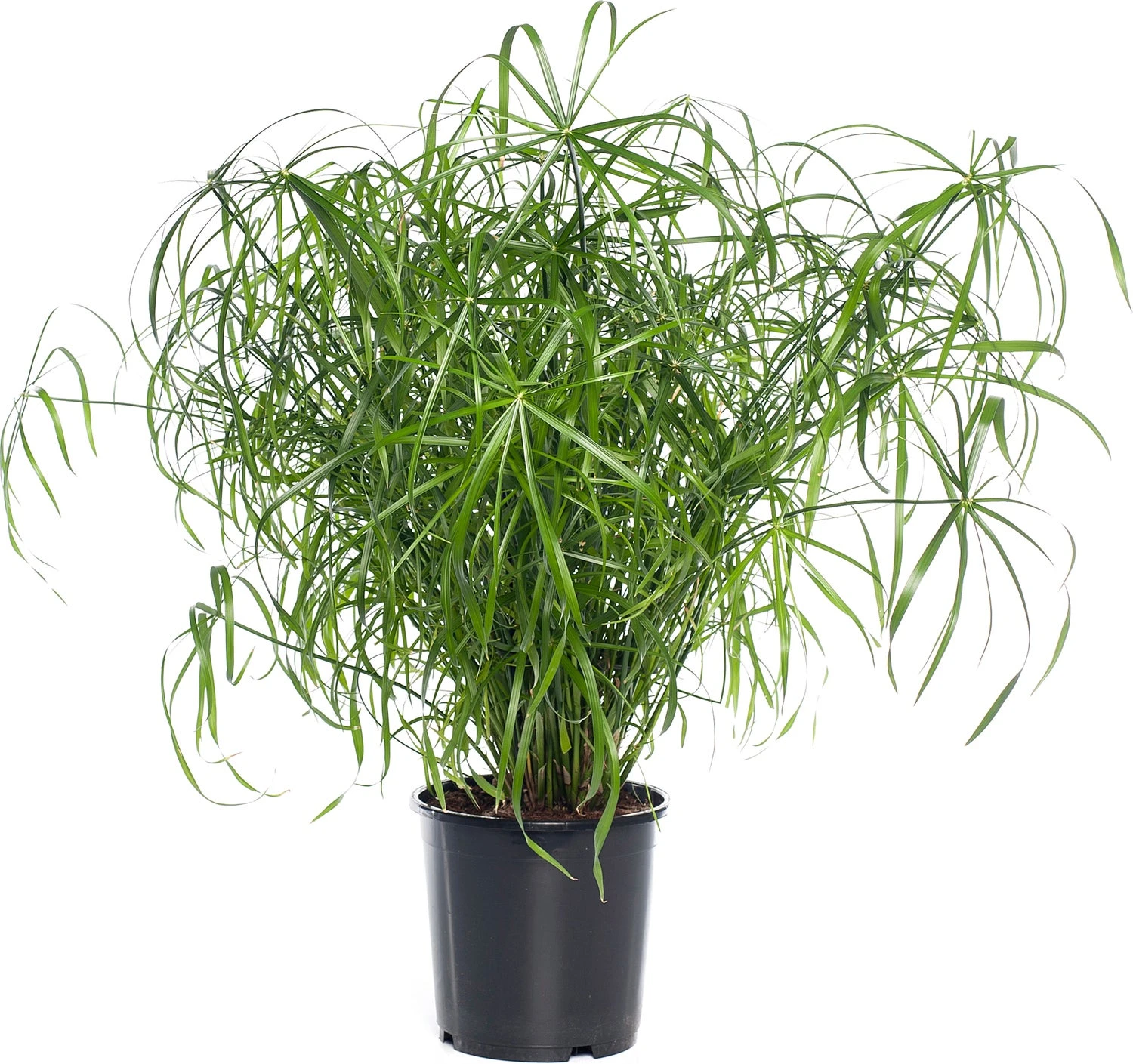 Parapluplant (Cyperus Alternifolius) D 21 H 80 Cm 3 Parapluplant (Cyperus Alternifolius) D 21 H 80 Cm