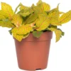 Mozaïekplant (Fittonia 'Skeleton') D 12 H 15 Cm 2 Mozaïekplant (Fittonia 'Skeleton') D 12 H 15 Cm -Tuinplanten Winkel 8717263116813 3 1