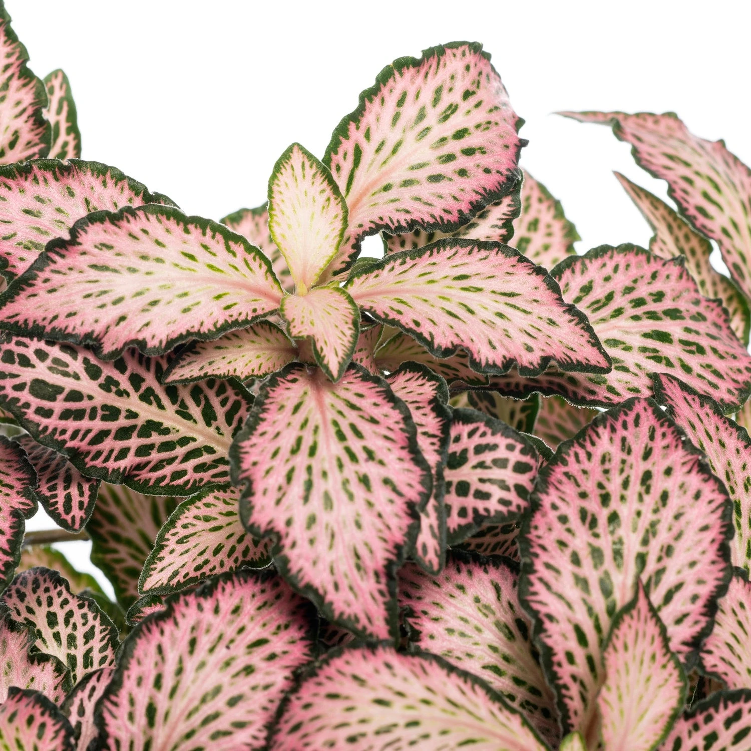 Mozaïekplant (Fittonia Mosaic 'Pink Forest Flame') D 12 H 15 Cm 4 Mozaïekplant (Fittonia Mosaic 'Pink Forest Flame') D 12 H 15 Cm - Afbeelding 2