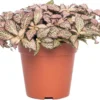 Mozaïekplant (Fittonia Mosaic 'Pink Forest Flame') D 12 H 15 Cm 2 Mozaïekplant (Fittonia Mosaic 'Pink Forest Flame') D 12 H 15 Cm -Tuinplanten Winkel 8717263116820 3 1