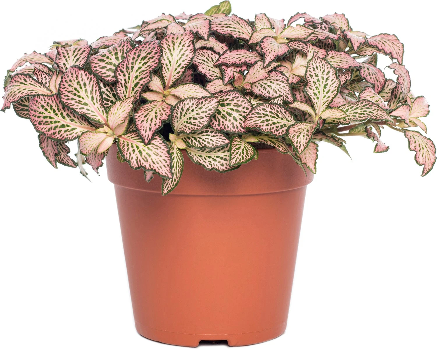 Mozaïekplant (Fittonia Mosaic 'Pink Forest Flame') D 12 H 15 Cm 3 Mozaïekplant (Fittonia Mosaic 'Pink Forest Flame') D 12 H 15 Cm