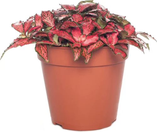 Mozaïekplant (Fittonia Verschaffeltii 'Forest Flame') D 12 H 15 Cm