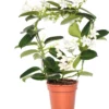 Bruidsbloem Boog (Stephanotis Floribunda) D 12 H 45 Cm 2 Bruidsbloem Boog (Stephanotis Floribunda) D 12 H 45 Cm -Tuinplanten Winkel 8717263116875 1