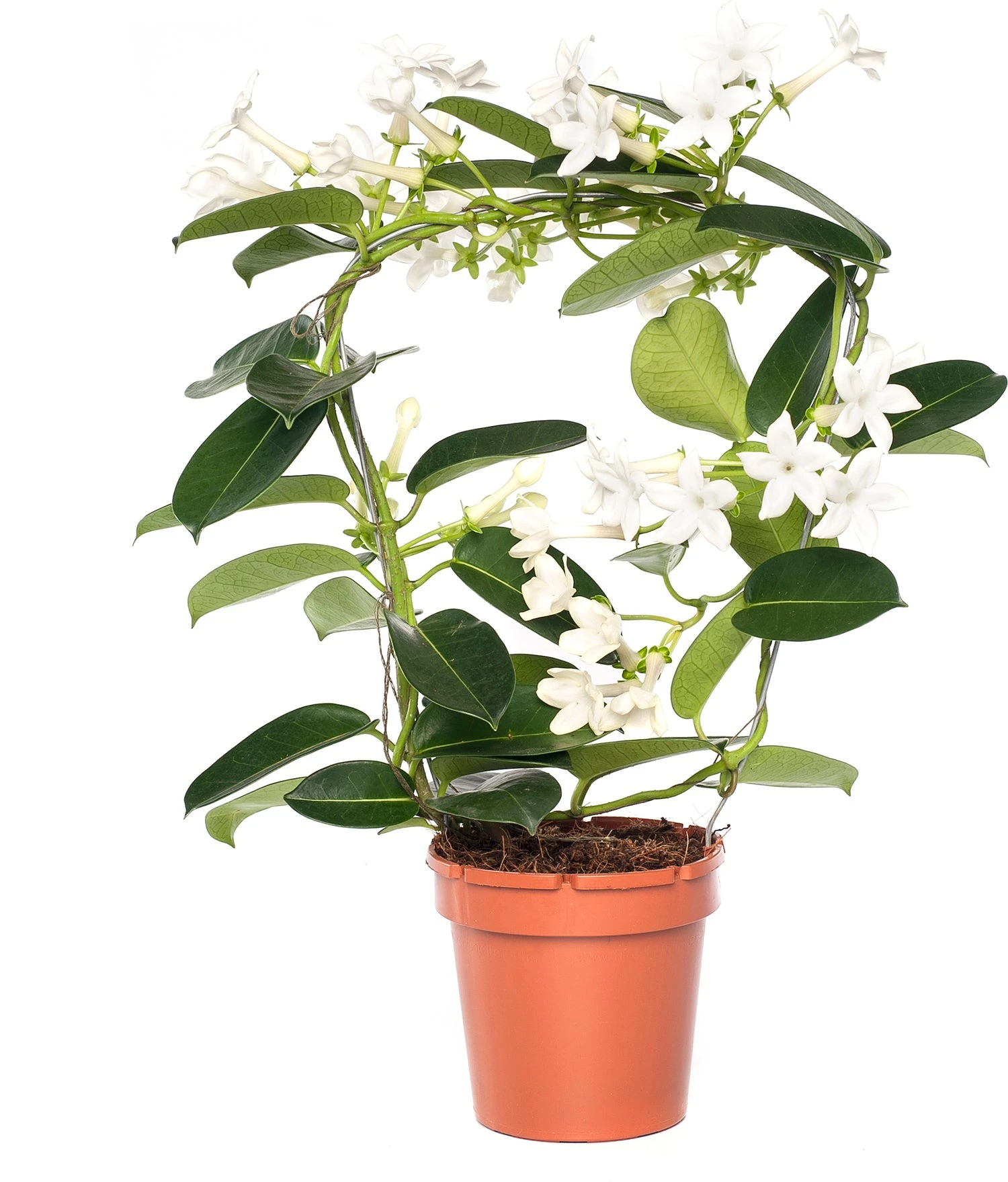 Bruidsbloem Boog (Stephanotis Floribunda) D 12 H 45 Cm 3 Bruidsbloem Boog (Stephanotis Floribunda) D 12 H 45 Cm