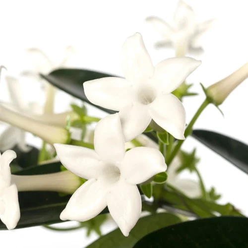 Bruidsbloem Boog (Stephanotis Floribunda) D 12 H 45 Cm 5 Bruidsbloem Boog (Stephanotis Floribunda) D 12 H 45 Cm -Tuinplanten Winkel 8717263116875 1 2