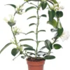 Bruidsbloem (Stephanotis Floribunda) D 12 H 55 Cm 2 Bruidsbloem (Stephanotis Floribunda) D 12 H 55 Cm -Tuinplanten Winkel 8717263116882 1