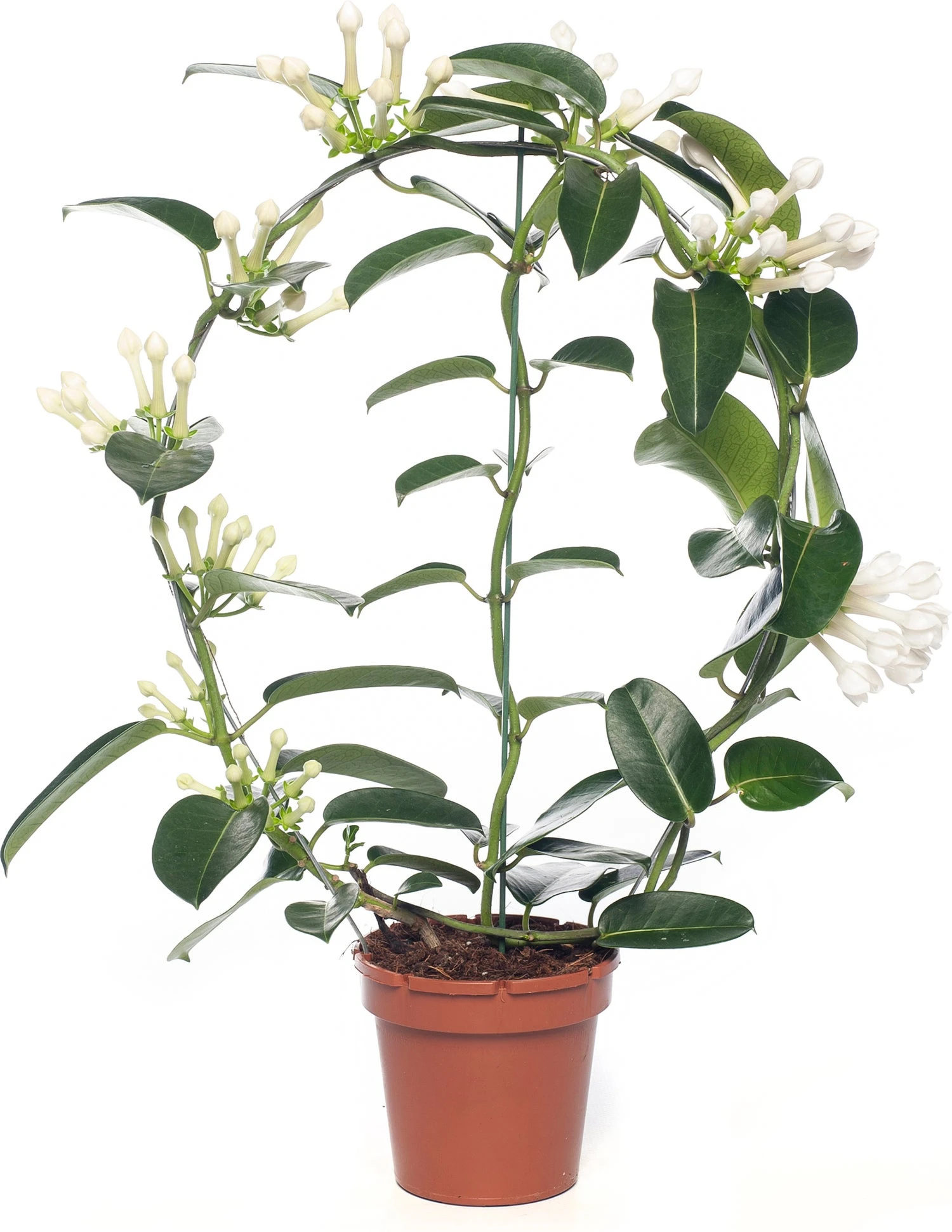 Bruidsbloem (Stephanotis Floribunda) D 12 H 55 Cm 3 Bruidsbloem (Stephanotis Floribunda) D 12 H 55 Cm