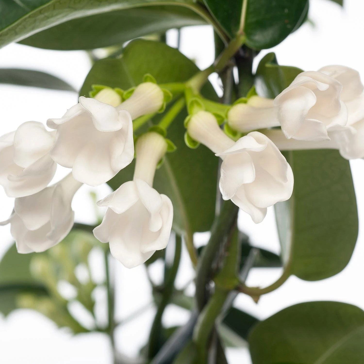 Bruidsbloem (Stephanotis Floribunda) D 12 H 55 Cm 4 Bruidsbloem (Stephanotis Floribunda) D 12 H 55 Cm - Afbeelding 2