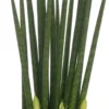 Vrouwentong (Sansevieria Bacularis 'Mikado') D 10 H 30 Cm -Tuinplanten Winkel 8717263118657 1 1 scaled