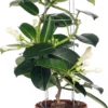Bruidsbloem (Stephanotis Floribunda) D 12 H 45 Cm -Tuinplanten Winkel 8717263119043 1