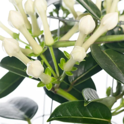 Bruidsbloem (Stephanotis Floribunda) D 12 H 45 Cm 5 Bruidsbloem (Stephanotis Floribunda) D 12 H 45 Cm -Tuinplanten Winkel 8717263119043 1 2