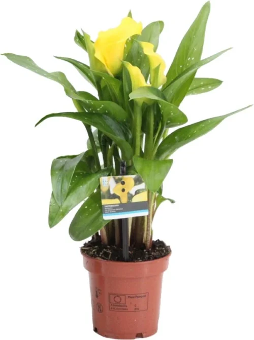 Aronskelk (Zantedeschia 'Sunclub') D 11 H 28 Cm