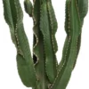 Cowboycactus (Euphorbia Erytrea) D 27 H 135 Cm -Tuinplanten Winkel 8717263122319 scaled