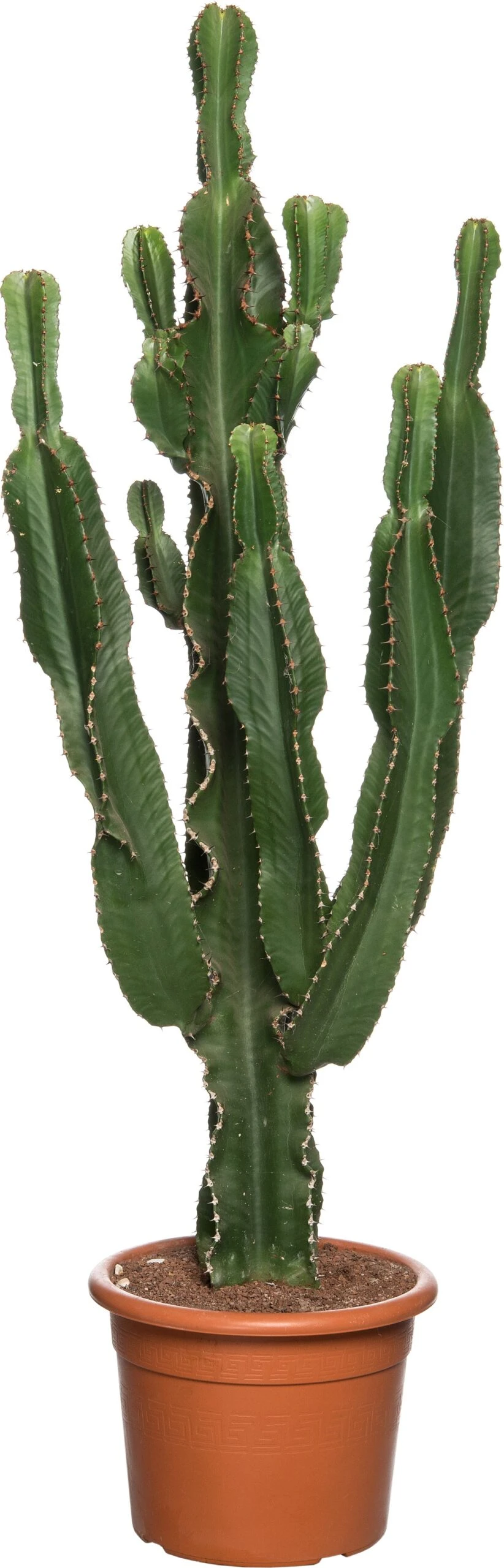 Cowboycactus (Euphorbia Erytrea) D 27 H 135 Cm 3 Cowboycactus (Euphorbia Erytrea) D 27 H 135 Cm