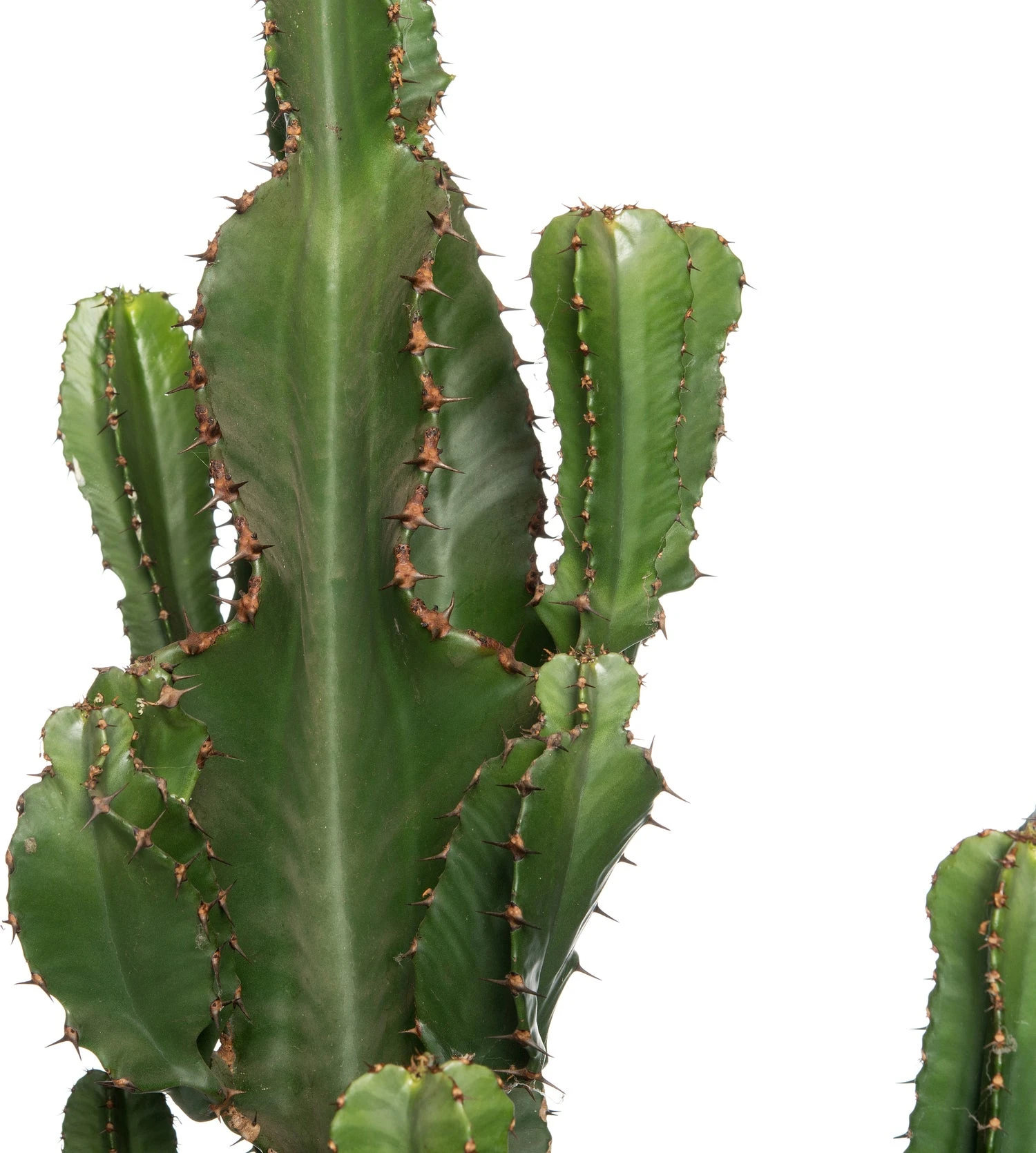 Cowboycactus (Euphorbia Erytrea) D 27 H 135 Cm 4 Cowboycactus (Euphorbia Erytrea) D 27 H 135 Cm - Afbeelding 2