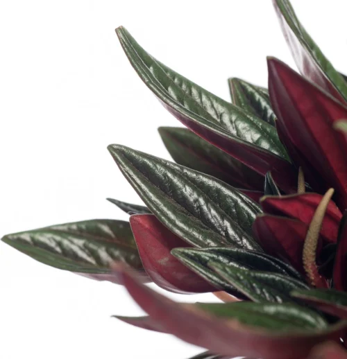 Peperomia (Peperomia Caperata 'Rosso') D 12 H 20 Cm 5 Peperomia (Peperomia Caperata 'Rosso') D 12 H 20 Cm -Tuinplanten Winkel 8717263125563 3
